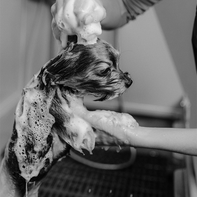 Dog taking a bath